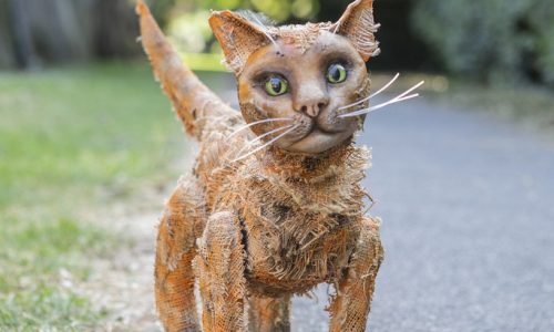A ginger puppet cat stands outdoors on a grassy pathway, looking toward the camera.